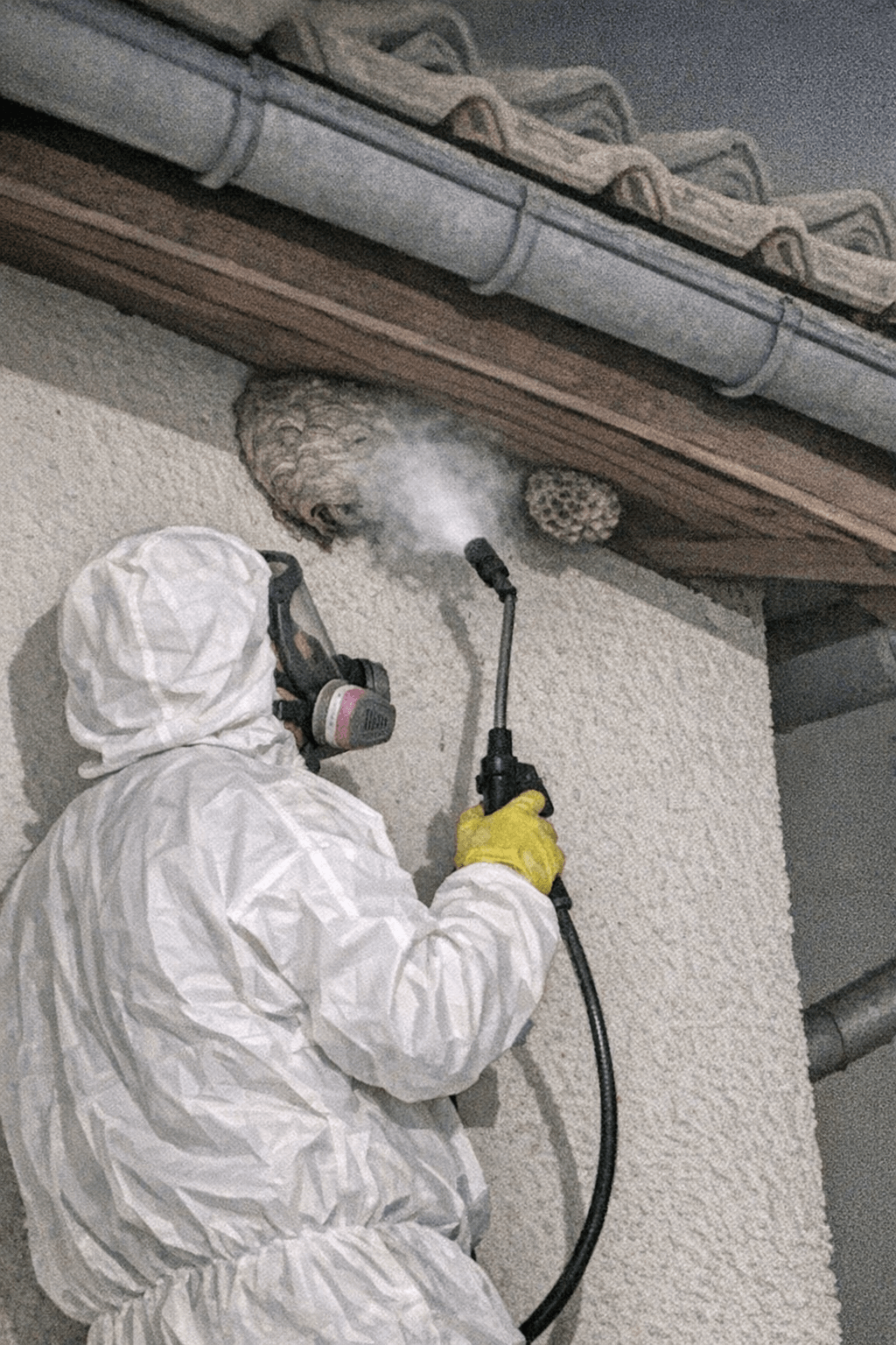 Fachgerechtes Entfernen eines Wespennests.